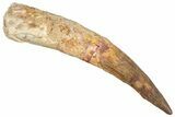 Real Fossil Spinosaurus Tooth - Rooted Tooth #268898-1